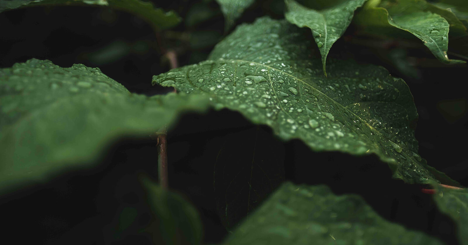 FORMACIÓN Y DESARROLLO DE LIDERAZGO